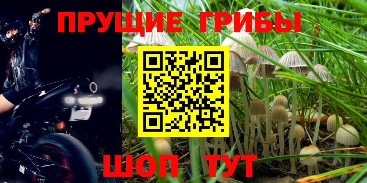 Псилоцибиновые грибы Psilocybe Тихвин